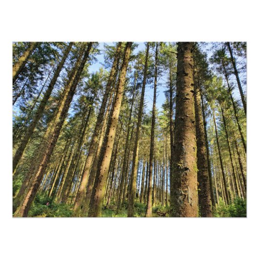 森の木のポスター フォトプリント            (正面)