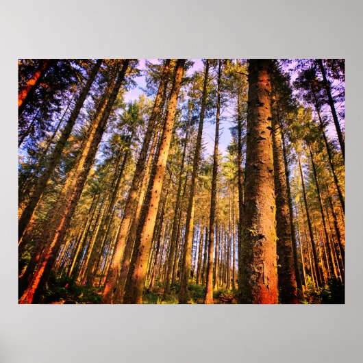 森の木のポスター ポスター (正面)