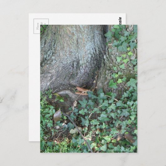森の木の幹とツタ ポストカード (正面/裏面)