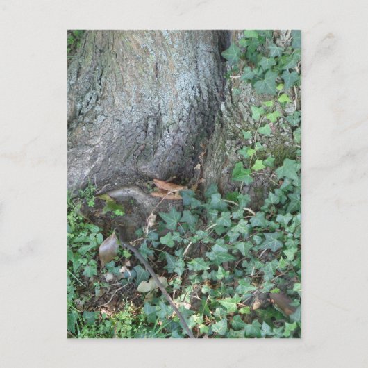 森の木の幹とツタ ポストカード (正面)