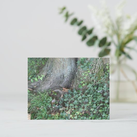 森の木の幹とツタ ポストカード (スタンド正面)