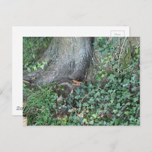 森の木の幹とツタ ポストカード (正面/裏面)