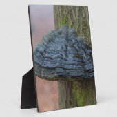 森の木の幹のキノコ フォトプラーク (側面)