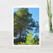 森の松 カード (正面)