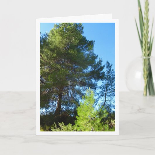 森の松 カード (正面)