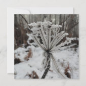 森の植物に冬の霜 シーズンカード (正面)