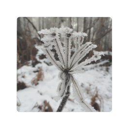 森の植物に冬の霜 メタルプリント