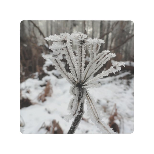 森の植物に冬の霜 メタルプリント (正面)