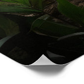 森の滝に点在するハイエナ ポスター (角)