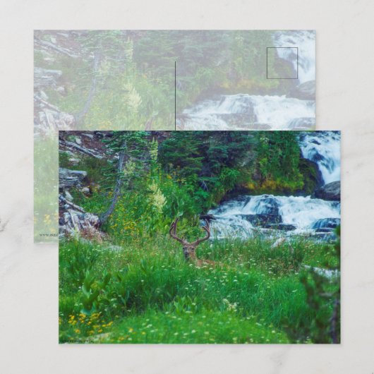 森の王子 ポストカード (正面/裏面)