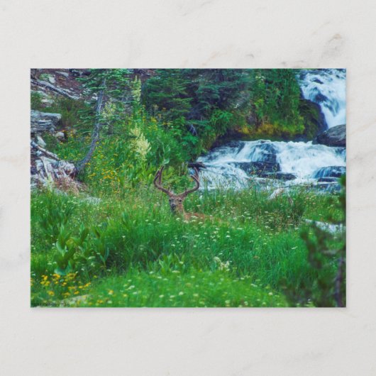 森の王子 ポストカード (正面)