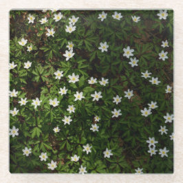 森の白い春の花 ガラスコースター