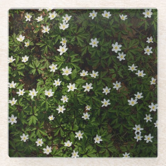 森の白い春の花 ガラスコースター (正面)
