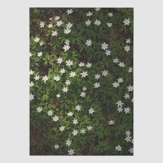 森の白い春の花 薄葉紙 (正面)