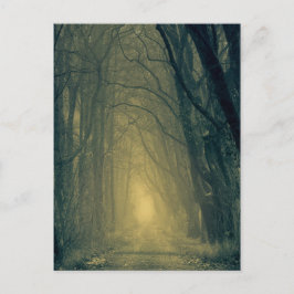森の神秘的な黄色い光 ポストカード