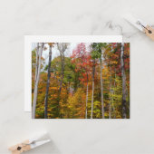 森の秋の写真カラフル秋 カード (正面/裏面インサイチュ)