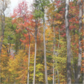 森の秋の写真カラフル秋 シール (正面)