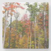森の秋の写真カラフル秋 ストーンコースター (正面)
