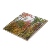 森の秋の写真カラフル秋 タイル (側面)