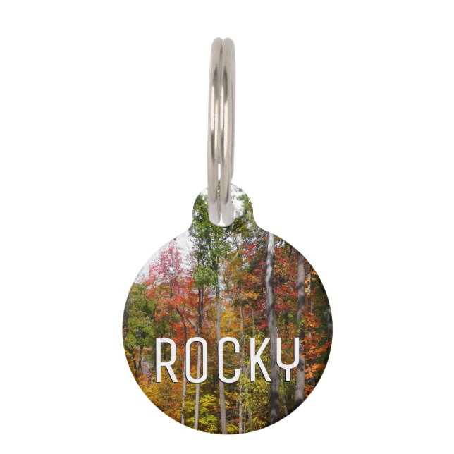 森の秋の写真カラフル秋 ペット　ネームタグ (正面)