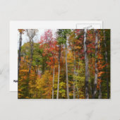 森の秋の写真カラフル秋 ポストカード (正面/裏面)