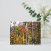 森の秋の写真カラフル秋 ポストカード (スタンド正面)