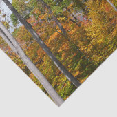 森の秋の写真カラフル秋 薄葉紙 (詳細)