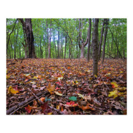 森の秋の色 フォトプリント           