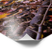 森の秋の色 フォトプリント            (角)