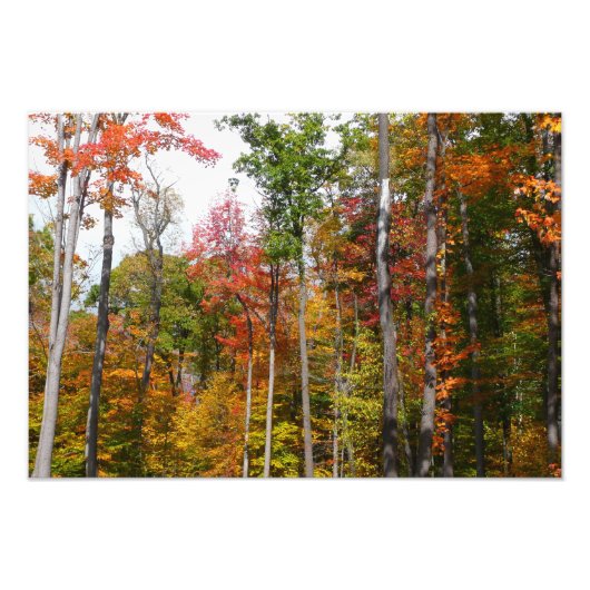 森の紅葉 色とりどりの秋の写真 フォトプリント (正面)