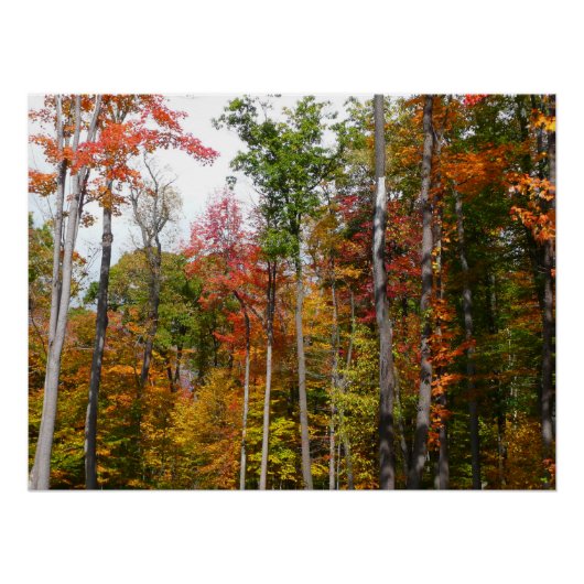 森の紅葉 色とりどりの秋の写真 ポスター (正面)