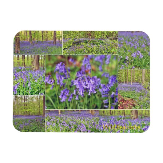 森の美しい青い鐘の花  マグネット (横)