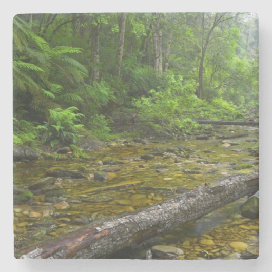 森の蒸気、Knysna-Amatole 山地 ストーンコースター (正面)