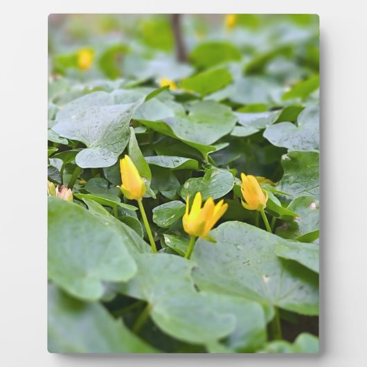 森の野花 – 植物学的な自然写真 フォトプラーク (正面)