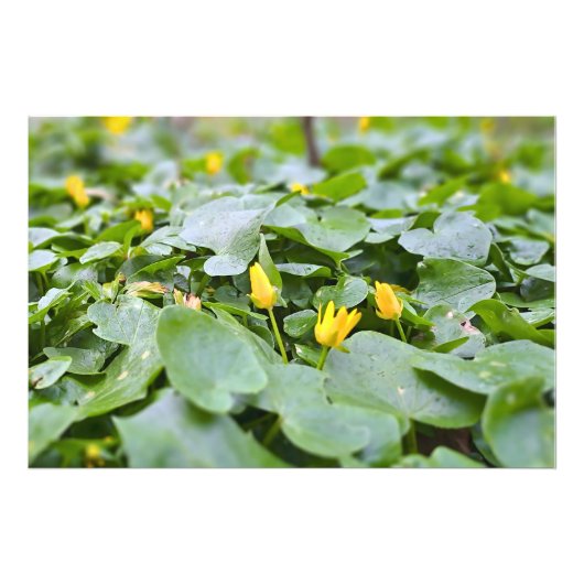 森の野花 – 植物学的な自然写真 フォトプリント            (正面)
