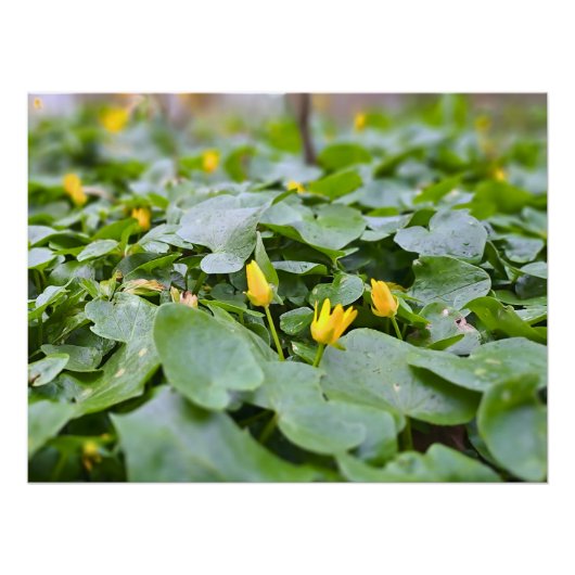 森の野花 – 植物学的な自然写真 ポスター (正面)