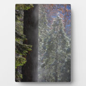 森の雪の霧 フォトプラーク (正面)