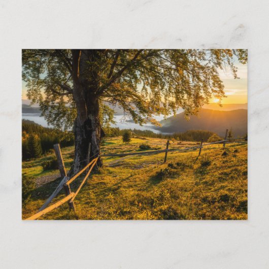 森の霧の夜明け ポストカード (正面)