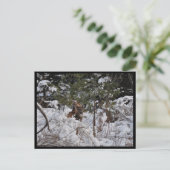 森の鹿 ポストカード (スタンド正面)