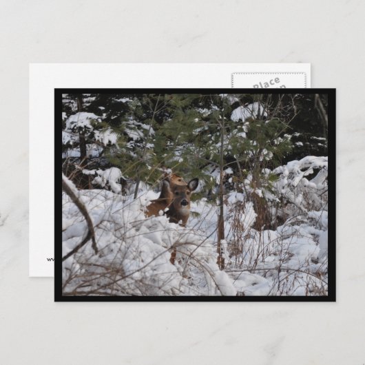 森の鹿 ポストカード (正面/裏面)