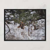 森の鹿 ポストカード (正面)