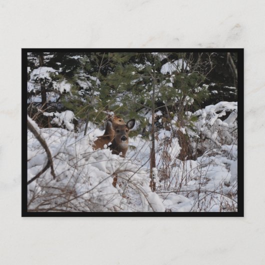 森の鹿 ポストカード (正面)