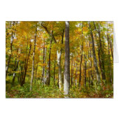 森の黄色葉い紅葉 (正面横)