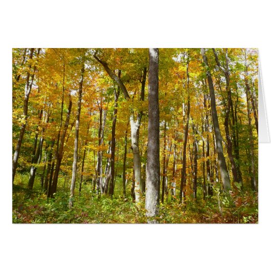 森の黄色葉い紅葉 (正面横)