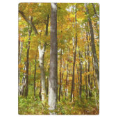 森の黄色葉い紅葉 クリップボード (裏面)