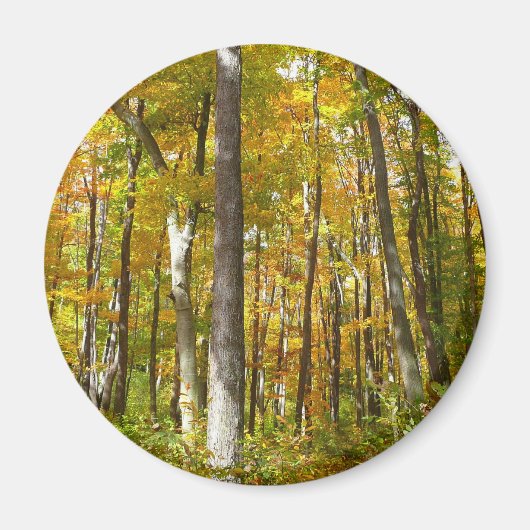 森の黄色葉い紅葉 マグネット (正面)