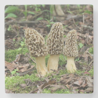 森の3個の野生のアミガサタケのきのこ ストーンコースター