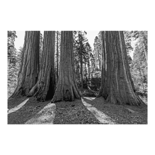 森の（昆虫）オオカバマダラ、モナーク（白黒） フォトプリント            (正面)