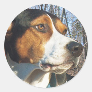 森のTreeingの歩行者のCoonhound ラウンドシール