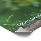 森をうろつくライオン ポスター (角)